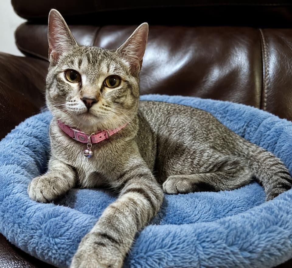 Photo of BELLA - Brown/gray Tabby Kitten