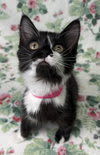 Photo of 261038 Chickie