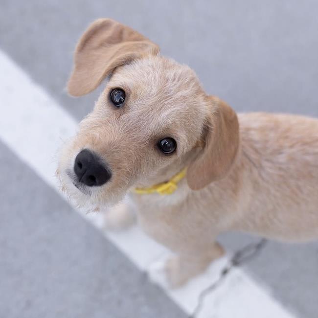 Photo of Surf Pup - Glassy