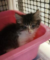 Photo of Kitten 27746 (Jasper)