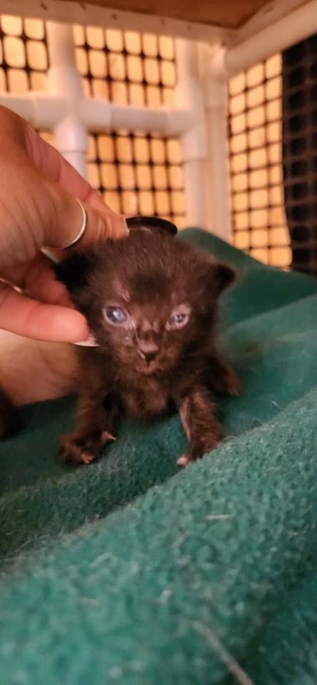 Photo of Kitten 27770 (Licorice)