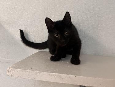 Photo of Kitten 27911 (Dot)