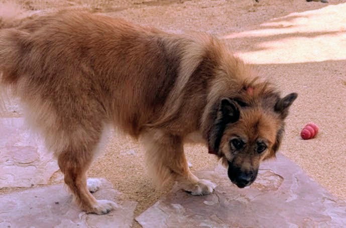 Photo of WILLOW
