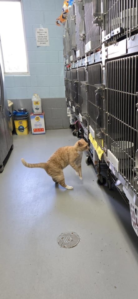 Photo of Bailey - At shelter