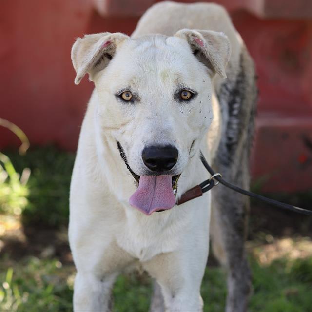 Photo of BOOMER