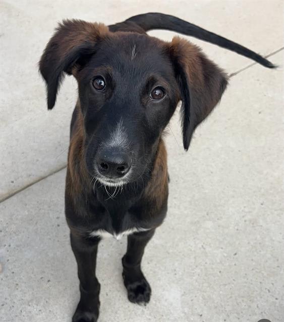 Photo of MOOSE