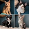 Photo of LORD OF THE RINGS Litter