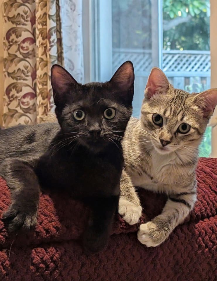 Photo of Lily Pad (bonded w/ Daisy Skye)