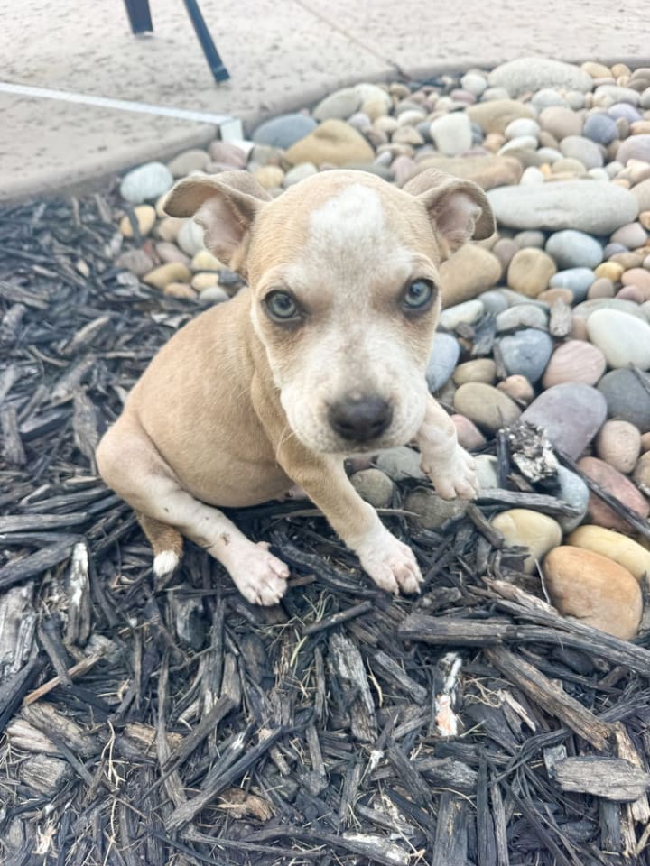Photo of Dolly