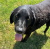 Photo of Bubba
