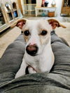 Photo of (Courtesy Post) Spud