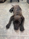 Photo of Audie - At shelter available 9/6