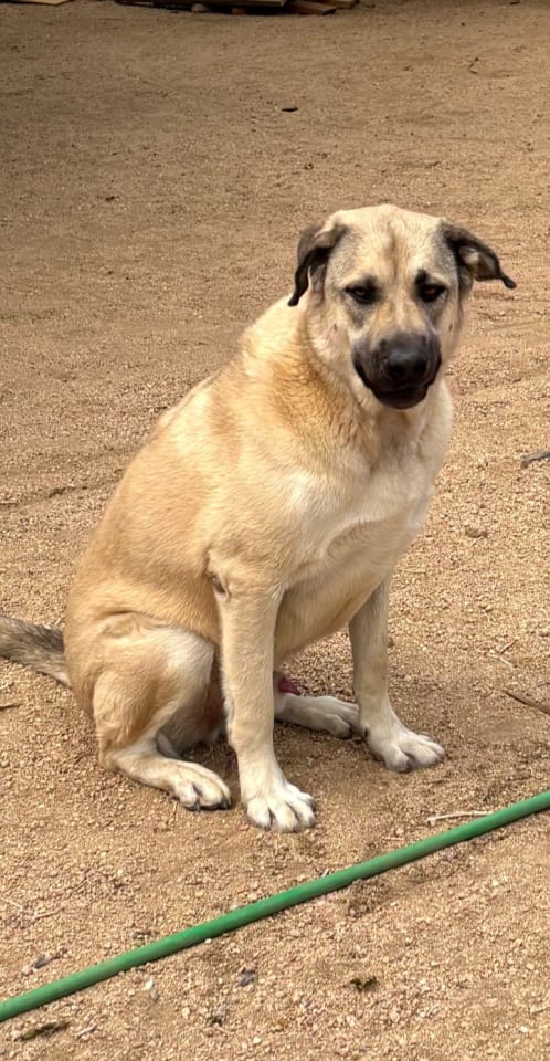 Photo of Winston