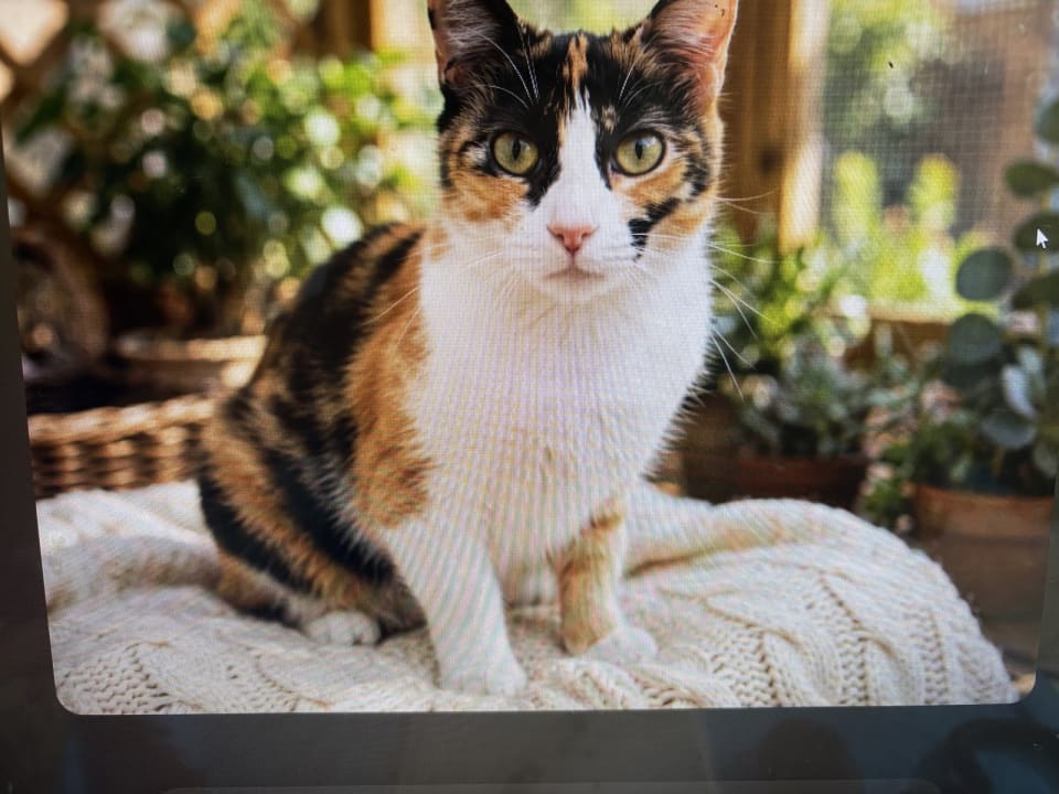 Photo of KITTY FRECKLES