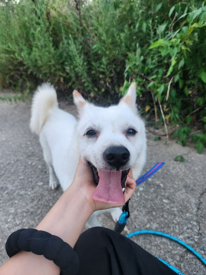 Photo of VANILLA