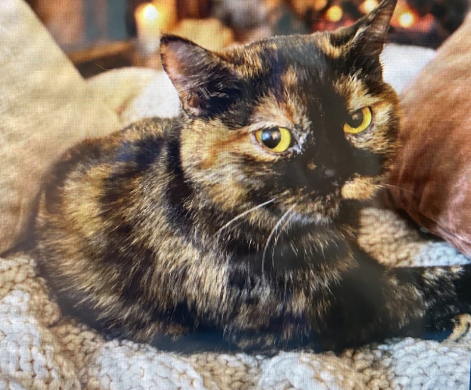 Photo of KITTY BEAUTIFUL BRITT