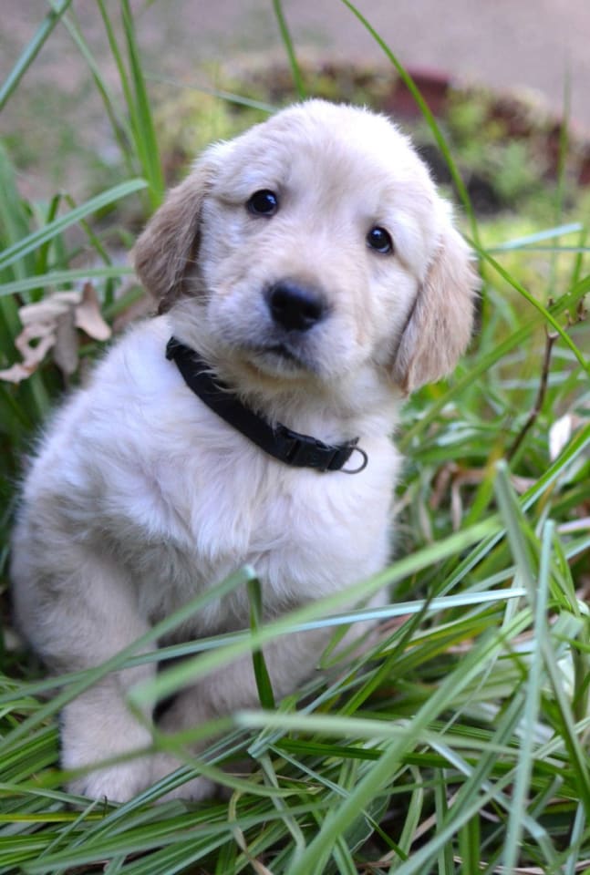 Photo of Hunter