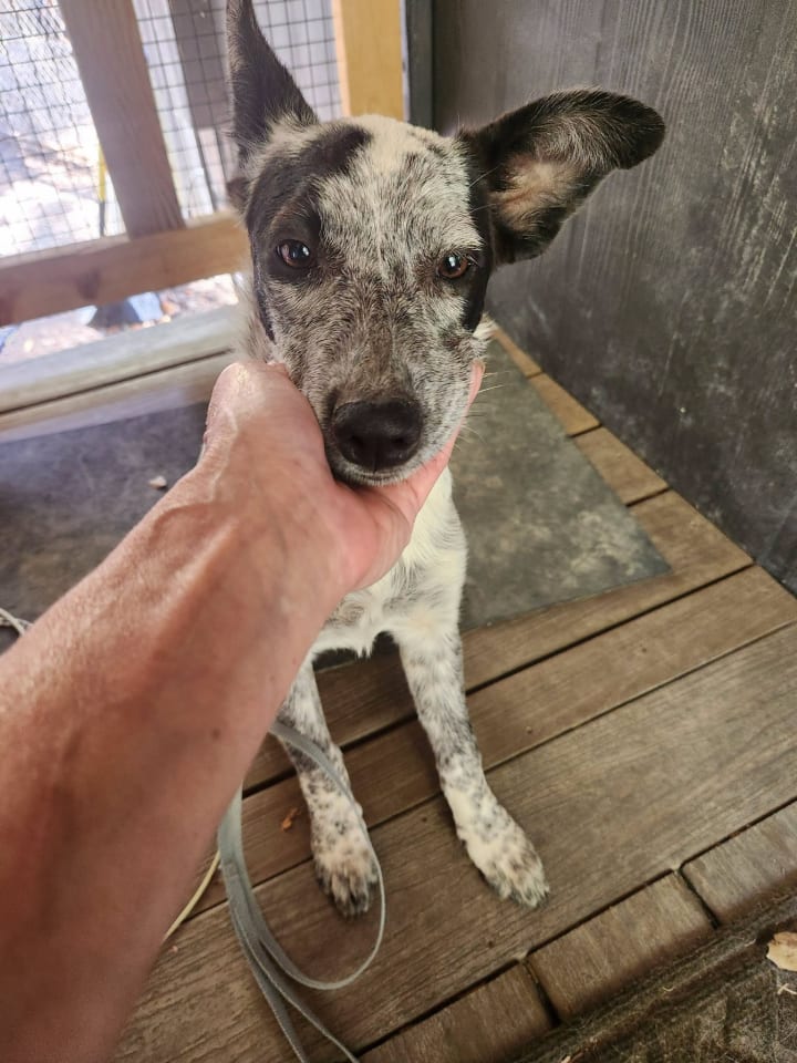 Photo of Shelby