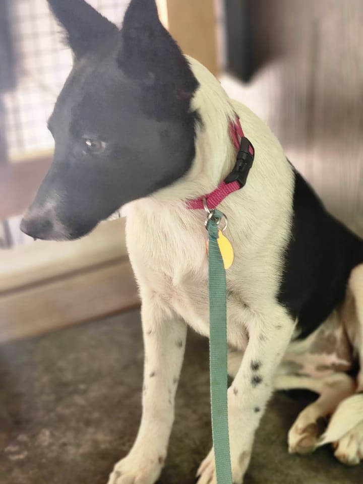 Photo of Nova