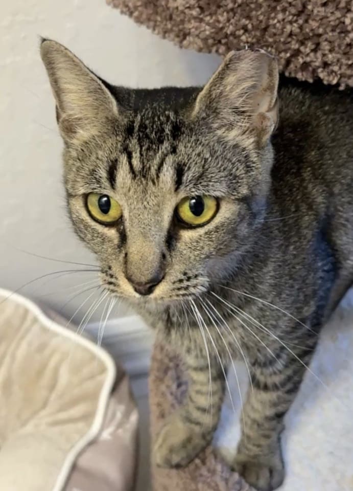 Photo of Betty Biscuits