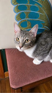 Photo of KITTEN JESSE