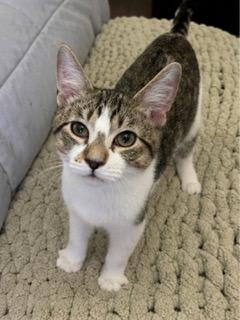 Photo of KITTEN PIXIE ROSE