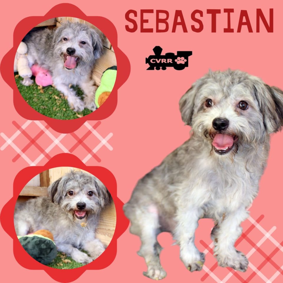 Photo of Sebastian (Ritzy)