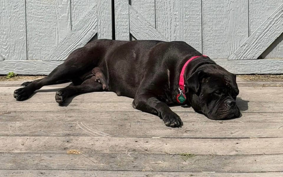 Photo of Dolly