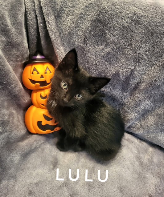 Photo of LuLu (Available 9/25/26)