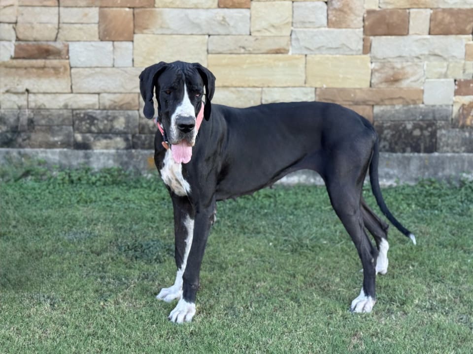 Photo of Olive