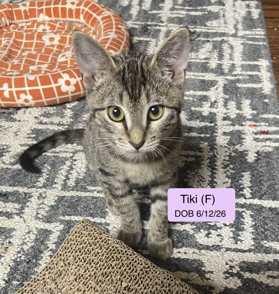 Photo of Tiki