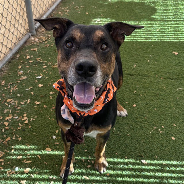 Photo of SCOOTER
