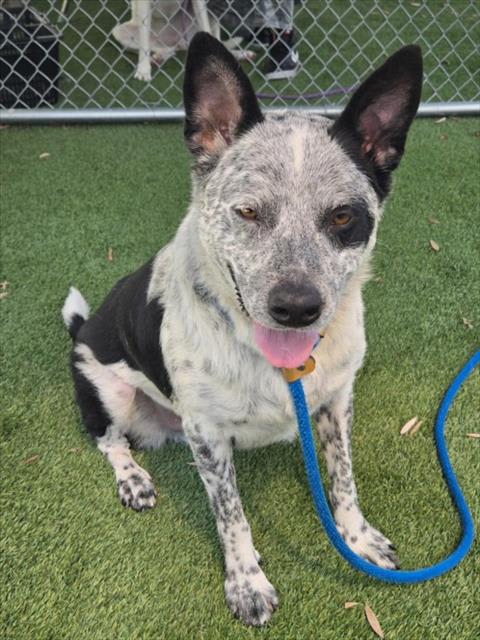 Photo of OREO