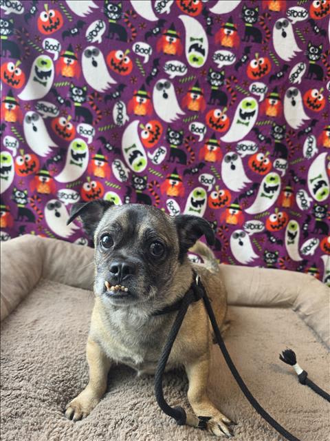 Photo of BAXTER