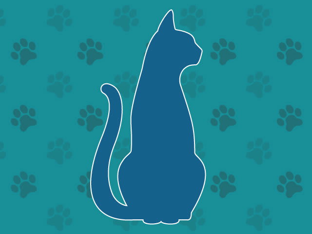 Photo of Cat