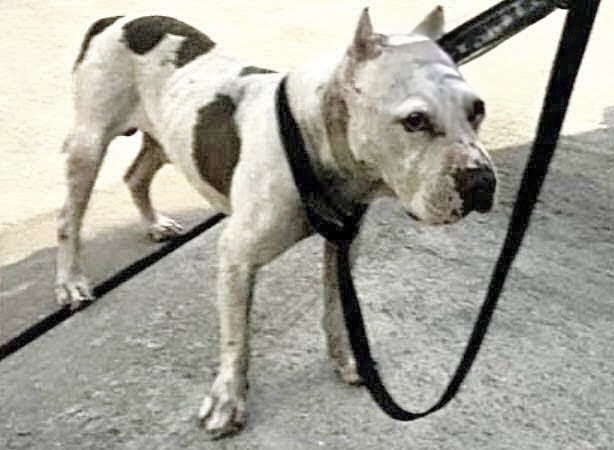 Photo of TAZ
