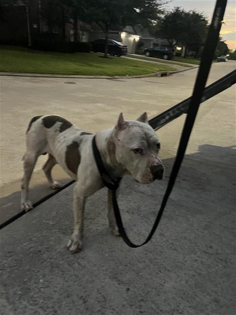 Photo of Dog
