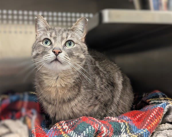 Photo of ROCKY (ASC)