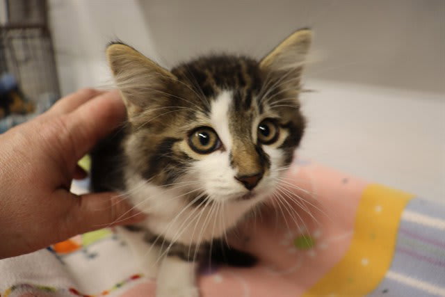Photo of TIMBIT (ASC)