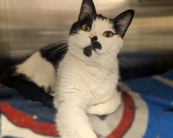Photo of OREO (ASC)