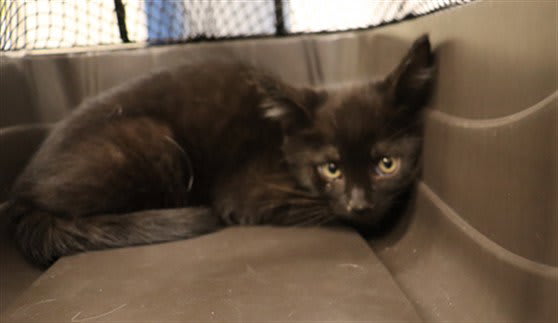 Photo of LATTE (ASC)