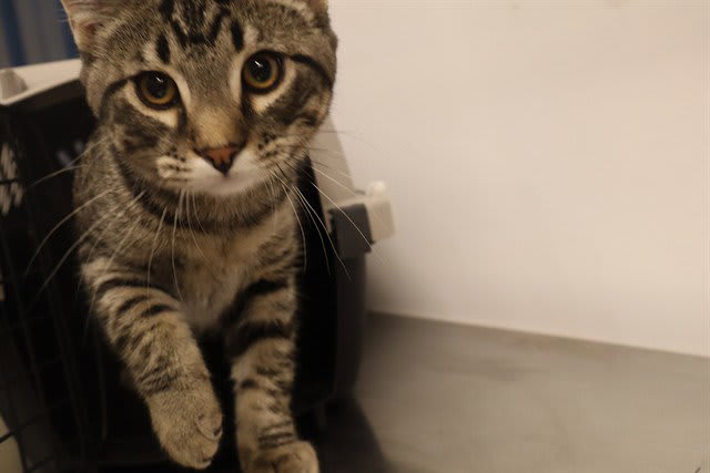 Photo of BERT (ASC)