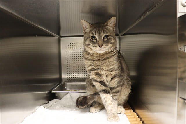 Photo of Cat
