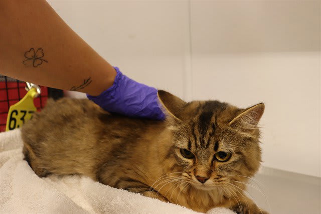 Photo of DONUT (ASC)
