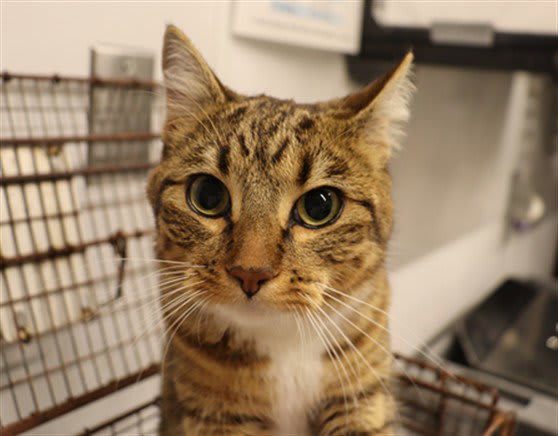 Photo of Cat