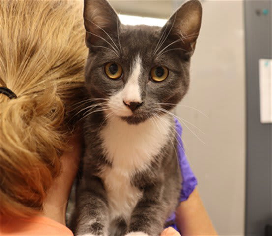 Photo of Cat