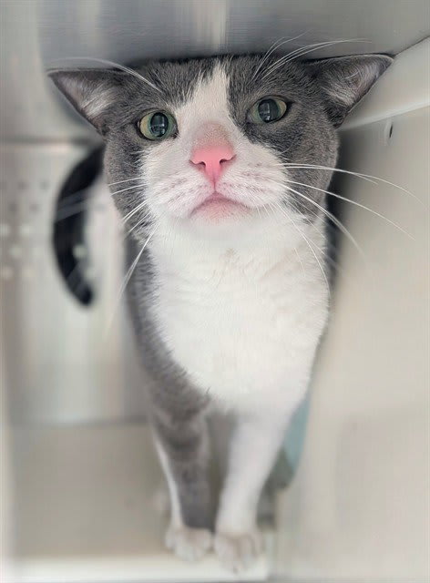 Photo of MILO