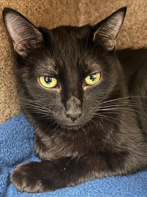 Photo of Cat