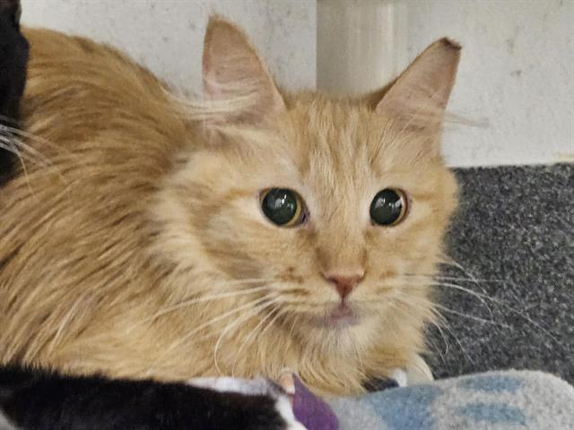 Photo of PEPPERONI