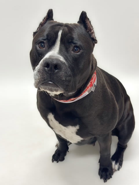 Photo of ONYX